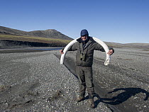 Woolly Mammoth (Mammuthus primigenius) tusk carried by Sergey Gorshkov, Wrangel Island, Russia
