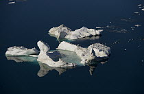 Glaucous Gull (Larus hyperboreus) flock on iceberg, Wrangel Island, Russia