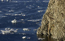 Black-legged Kittiwake (Rissa tridactyla) and Brunnich's Guillemot (Uria lomvia) flock flying near and roosting on coastal cliff, Wrangel Island, Russia