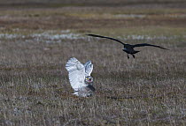 Snowy Owl (Nyctea scandiaca) chick being attacked by Arctic Skua (Stercorarius parasiticus), Wrangel Island, Russia
