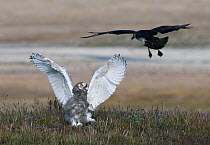 Snowy Owl (Nyctea scandiaca) chick being attacked by Arctic Skua (Stercorarius parasiticus), Wrangel Island, Russia