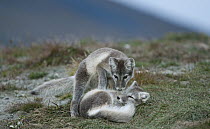 Arctic Fox (Alopex lagopus) pup smelling other pup, Wrangel Island, Russia. Sequence 1 of 3