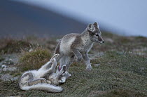Arctic Fox (Alopex lagopus) pups playing, Wrangel Island, Russia. Sequence 2 of 3