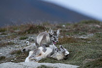 Arctic Fox (Alopex lagopus) pups play-fighting, Wrangel Island, Russia. Sequence 3 of 3