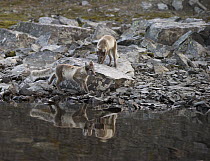 Arctic Fox (Alopex lagopus) pups on shore, Wrangel Island, Russia