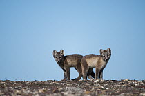 Arctic Fox (Alopex lagopus) pups, Wrangel Island, Russia