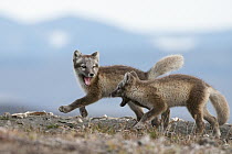 Arctic Fox (Alopex lagopus) pups playing, Wrangel Island, Russia