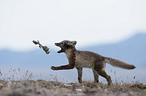 Arctic Fox (Alopex lagopus) pups playing with Wrangel Lemming (Dicrostonyx vinogradovi) carcass, Wrangel Island, Russia. Sequence 1 of 2