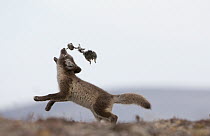 Arctic Fox (Alopex lagopus) pups playing with Wrangel Lemming (Dicrostonyx vinogradovi) carcass, Wrangel Island, Russia. Sequence 2 of 2