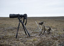 Arctic Fox (Alopex lagopus) pup checking out camera, Wrangel Island, Russia