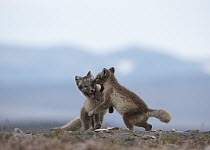 Arctic Fox (Alopex lagopus) pups playing, Wrangel Island, Russia. Sequence 4 of 5