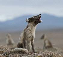 Arctic Fox (Alopex lagopus) pup calling, Wrangel Island, Russia