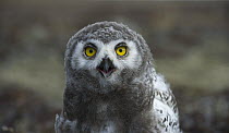 Snowy Owl (Nyctea scandiaca) chick calling, Wrangel Island, Russia