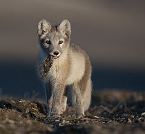 Arctic Fox (Alopex lagopus) pup playing with piece of fur, Wrangel Island, Russia