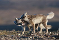 Arctic Fox (Alopex lagopus) pups playing, Wrangel Island, Russia