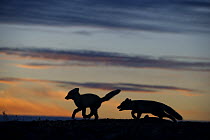 Arctic Fox (Alopex lagopus) pups running at sunset, Wrangel Island, Russia