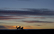 Arctic Fox (Alopex lagopus) pups playing at sunset, Wrangel Island, Russia