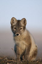 Arctic Fox (Alopex lagopus) pup, Wrangel Island, Russia