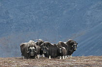 Muskox (Ovibos moschatus) herd in defensive circle, Wrangel Island, Russia