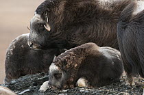 Muskox (Ovibos moschatus) calf resting near female, Wrangel Island, Russia