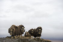 Muskox (Ovibos moschatus) herd, Wrangel Island, Russia
