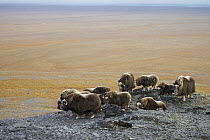 Muskox (Ovibos moschatus) herd on tundra, Wrangel Island, Russia