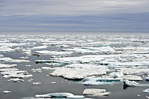 Ice floes, Wrangel Island, Russia