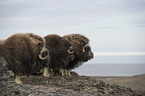 Muskox (Ovibos moschatus) trio, Wrangel Island, Russia