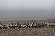 Caribou (Rangifer tarandus) herd on tundra, Wrangel Island, Russia