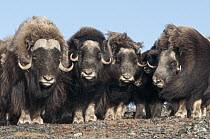 Muskox (Ovibos moschatus) herd in defensive formation, Wrangel Island, Russia