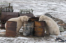 Polar Bear (Ursus maritimus) pair foraging for food in old drums, Wrangel Island, Russia