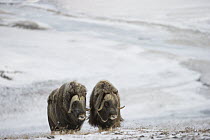 Muskox (Ovibos moschatus) pair on snow-covered tundra, Wrangel Island, Russia