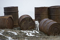 Arctic Fox (Alopex lagopus) next to abandoned rusting barrels, Wrangel Island, Russia