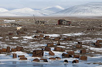Polar Bear (Ursus maritimus) near buildings and abandoned rusting barrels, Wrangel Island, Russia