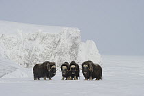 Muskox (Ovibos moschatus) group on snow-covered tundra, Wrangel Island, Russia