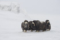 Muskox (Ovibos moschatus) group in snow-covered tundra, Wrangel Island, Russia