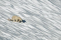 Polar Bear (Ursus maritimus) mother and cubs in snow, Wrangel Island, Russia. Sequence 1 of 3