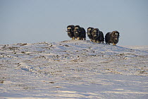 Muskox (Ovibos moschatus) herd in snow-covered tundra, Wrangel Island, Russia