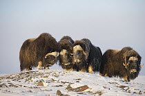Muskox (Ovibos moschatus) herd, Wrangel Island, Russia
