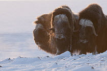 Muskox (Ovibos moschatus) trio, Wrangel Island, Russia