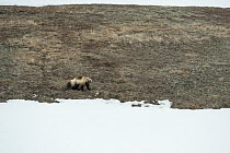 Wolverine (Gulo gulo) in tundra, Wrangel Island, Russia