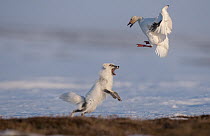 Arctic Fox (Alopex lagopus) chasing Snow Goose (Chen caerulesens) off its nest, Wrangel Island, Russia