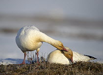 Snow Goose (Chen caerulescens) pair courting, Wrangel Island, Russia. Sequence 3 of 4