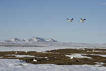 Snow Goose (Chen caerulescens) pair flying over flock on ground near snowy mountain range, Wrangel Island, Russia