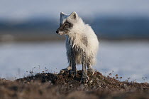Arctic Fox (Alopex lagopus) molting into winter coat, Wrangel Island, Russia