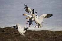 Snow Goose (Chen caerulescens) group taking flight and calling, Wrangel Island, Russia