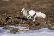 Arctic Pox (Alopex lagopus) running over tundra, Wrangel Island, Russia