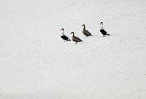 Common Eider (Somateria mollissima) group of males and females on snow field, Wrangel Island, Russia