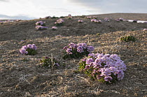 Nakedstem Wallflower (Parrya nudicaulis) flowering in tundra landscape, Wrangel Island, Russia
