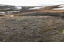 Nakedstem Wallflower (Parrya nudicaulis) blooming on tundra, Wrangel Island, Russia